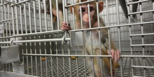 L’expérimentation animale est une mauvaise science: pourquoi existe-t-elle encore ?