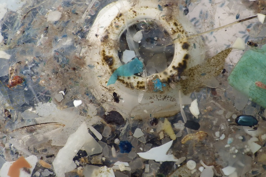 Plastisphère : des bactéries colonisent le plastique dans les océans
