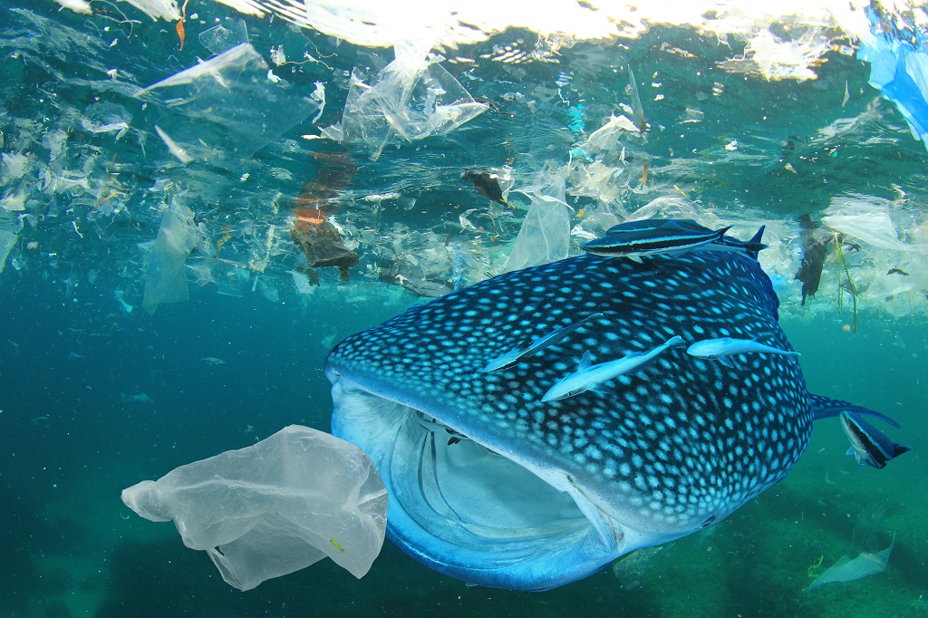 Pollution plastique: à qui la faute? Le WWF passe à l’attaque!