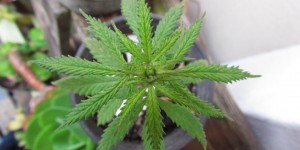 L’expérimentation du cannabis médical insiste sur la sécurité et la traçabilité