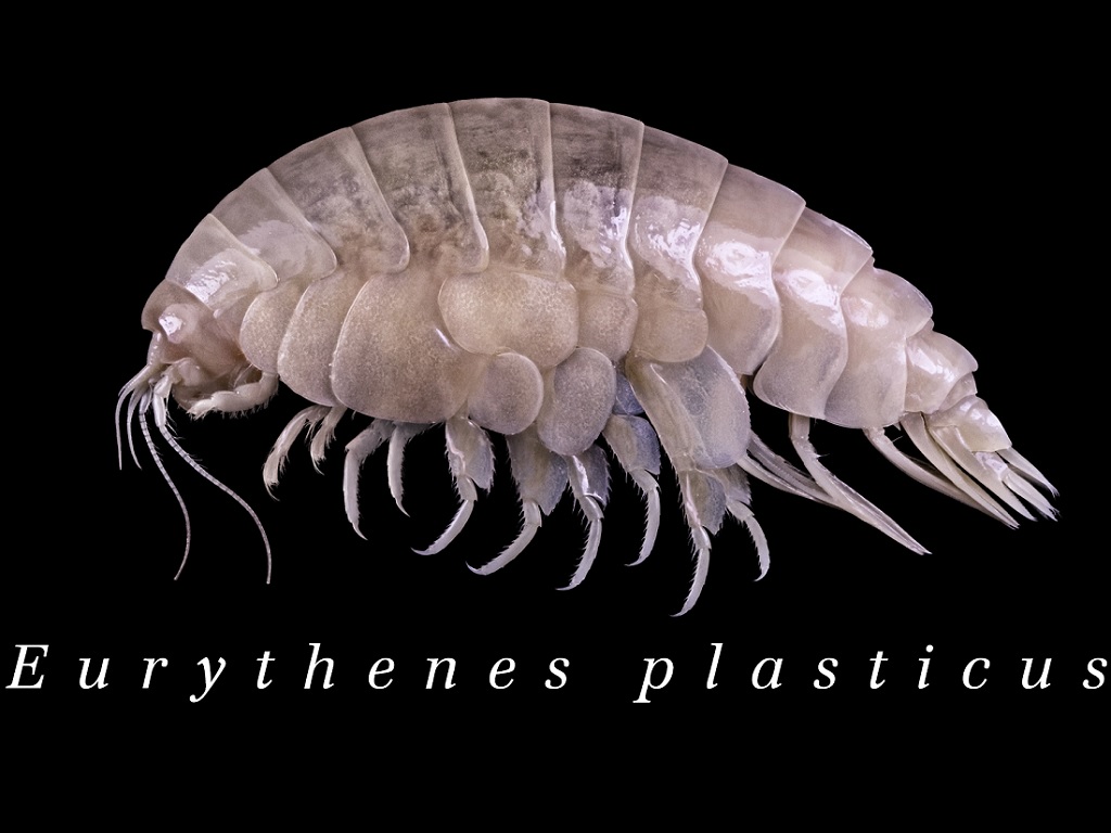 Eurythenes Plasticus : un crustacé découvert et contaminé au plastique