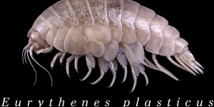 Eurythenes Plasticus : un crustacé découvert et contaminé au plastique