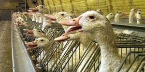 Foie gras et gavage : L214 porte plainte contre l’État français