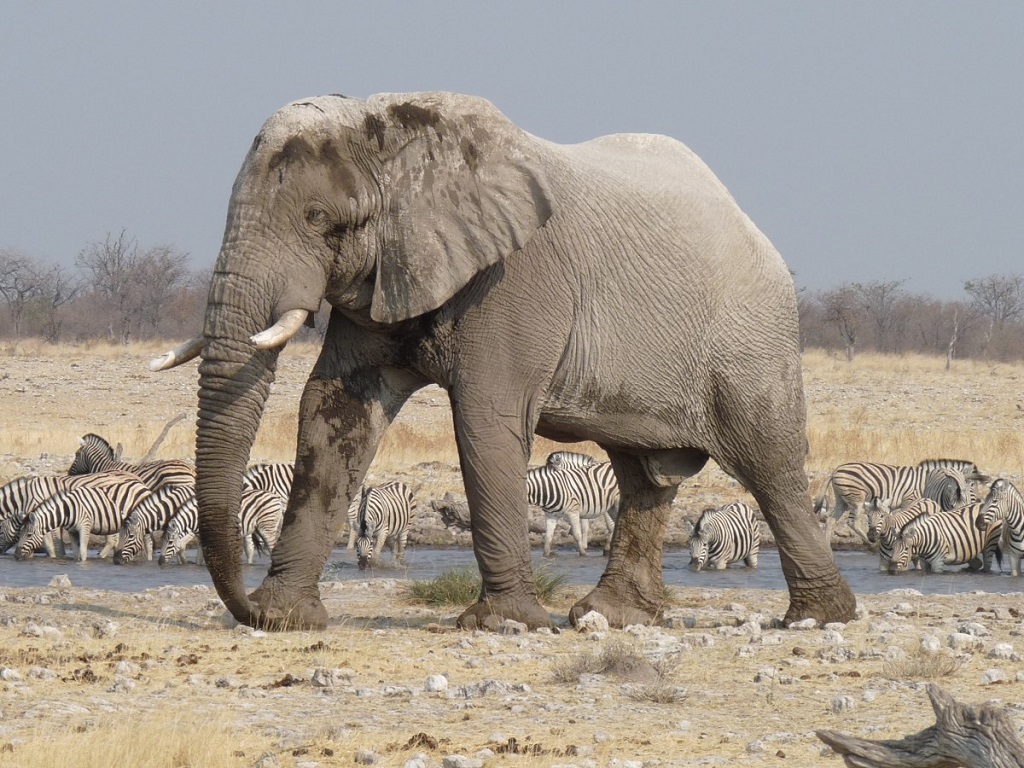 170 éléphants mis aux enchères par la Namibie