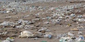 Pollutions plastiques : une bombe à retardement à désamorcer