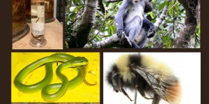 503 nouvelles espèces, dont un singe, répertoriées en 2020