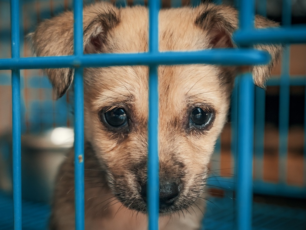 Une loi contre l’abandon et la maltraitance des animaux de compagnie