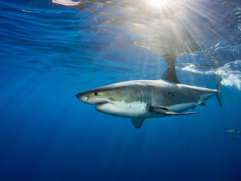 Sauver les requins et les raies de l’extinction