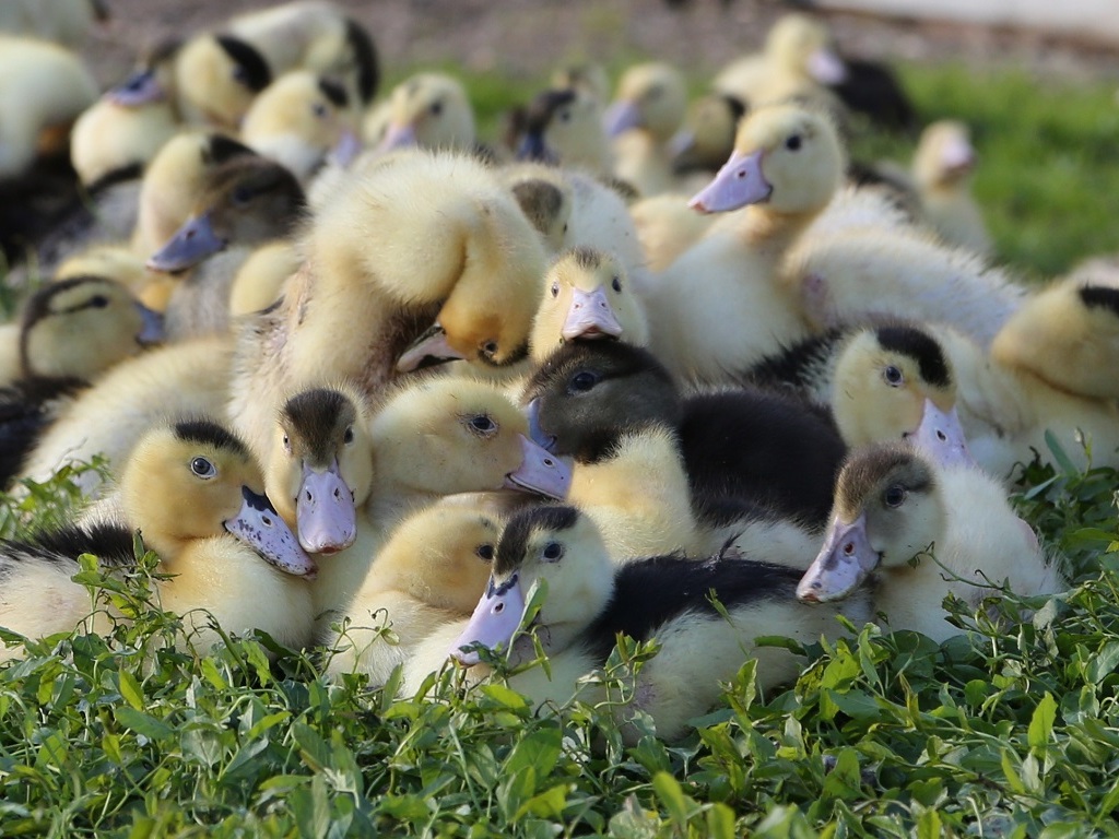 Influenza aviaire : Plus de 2 millions de canards abattus et ça continue