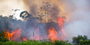 Déforestation : le changement climatique détruit encore plus de forêt primaire