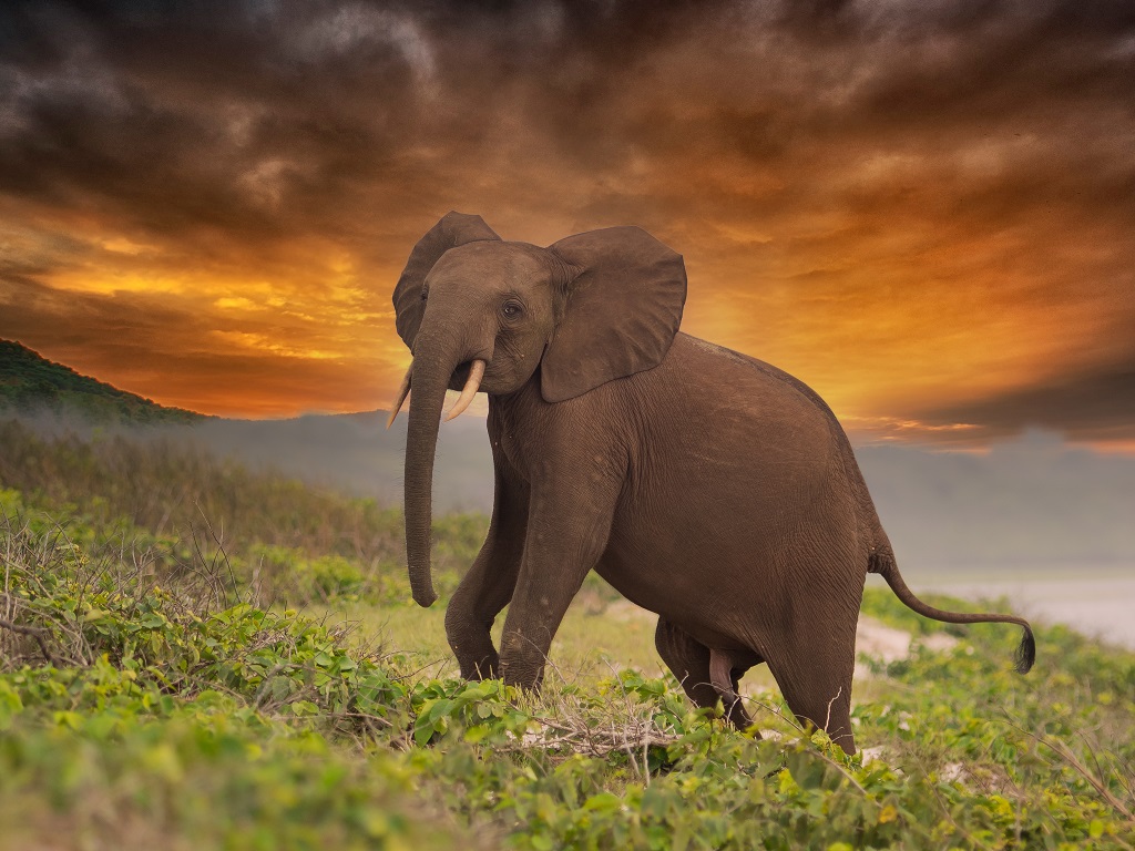 Les éléphants d’Afrique “en danger” d’extinction, “critique” en forêt