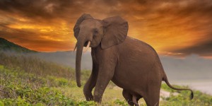 Les éléphants d’Afrique “en danger” d’extinction, “critique” en forêt