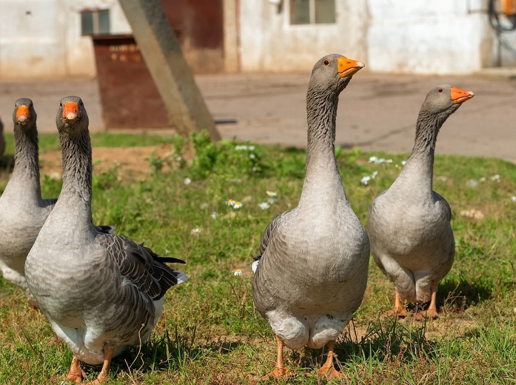 Influenza aviaire : l’épizootie à un tournant mais le risque reste “élevé”