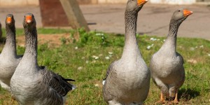 Influenza aviaire : l’épizootie à un tournant mais le risque reste “élevé”
