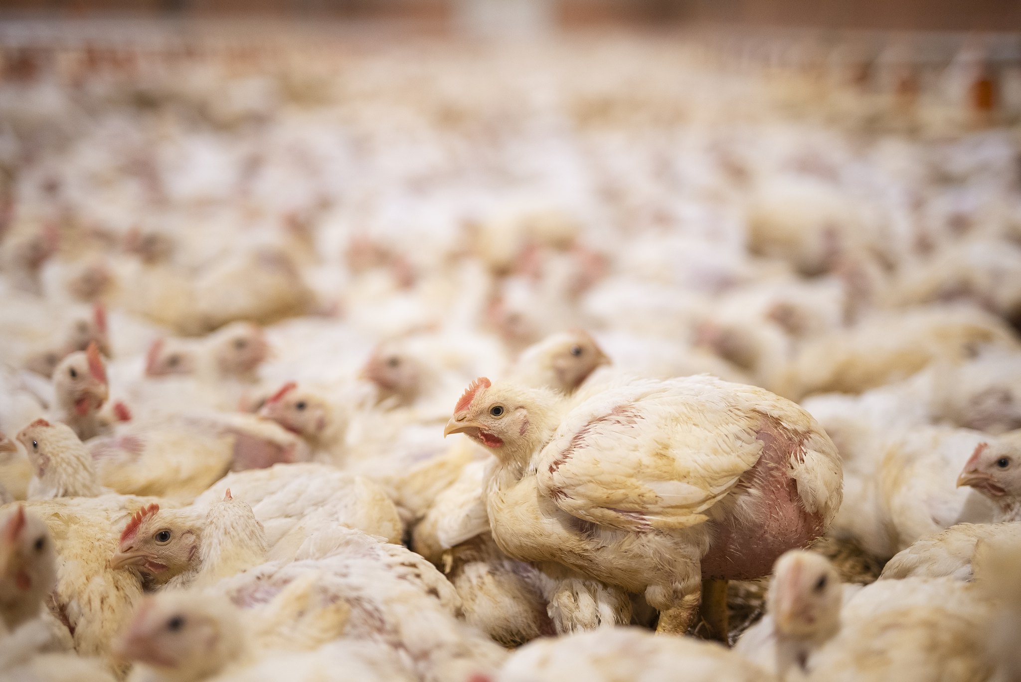 L214 veut contrer l’extension d’un élevage intensif de 22.000 poulets