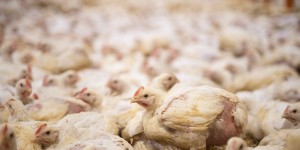 L214 veut contrer l’extension d’un élevage intensif de 22.000 poulets