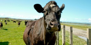 Un satellite néo-zélandais observera les flatulences des vaches
