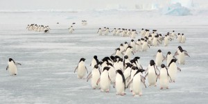 Antarctique : l’épineuse question des aires marines protégées