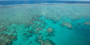 La Grande Barrière de corail est “en danger” pour l’Unesco, mais pas pour l’Australie