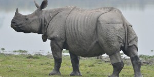 Braconnage, homme, climat : les rhinocéros d’Inde menacés