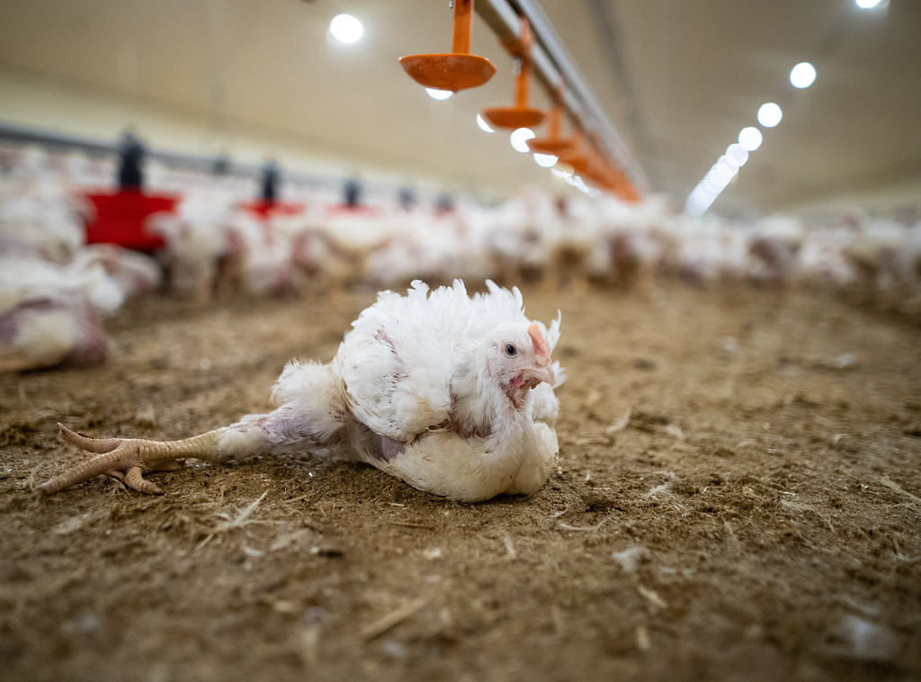 L214 dévoile une nouvelle enquête dans un élevage de poules et coqs reproducteurs dans le Morbihan