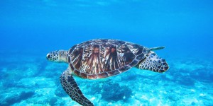 Encadrer la pêche des crevettes pour épargner les tortues marines
