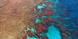 La Grande barrière de corail victime d’un blanchissement « généralisé »