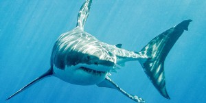 IFAW dénonce le rôle de l’Union Européenne dans le commerce mondial de requins
