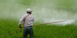 Le ministre de l’Agriculture a-t-il caché un rapport sur les pesticides ?