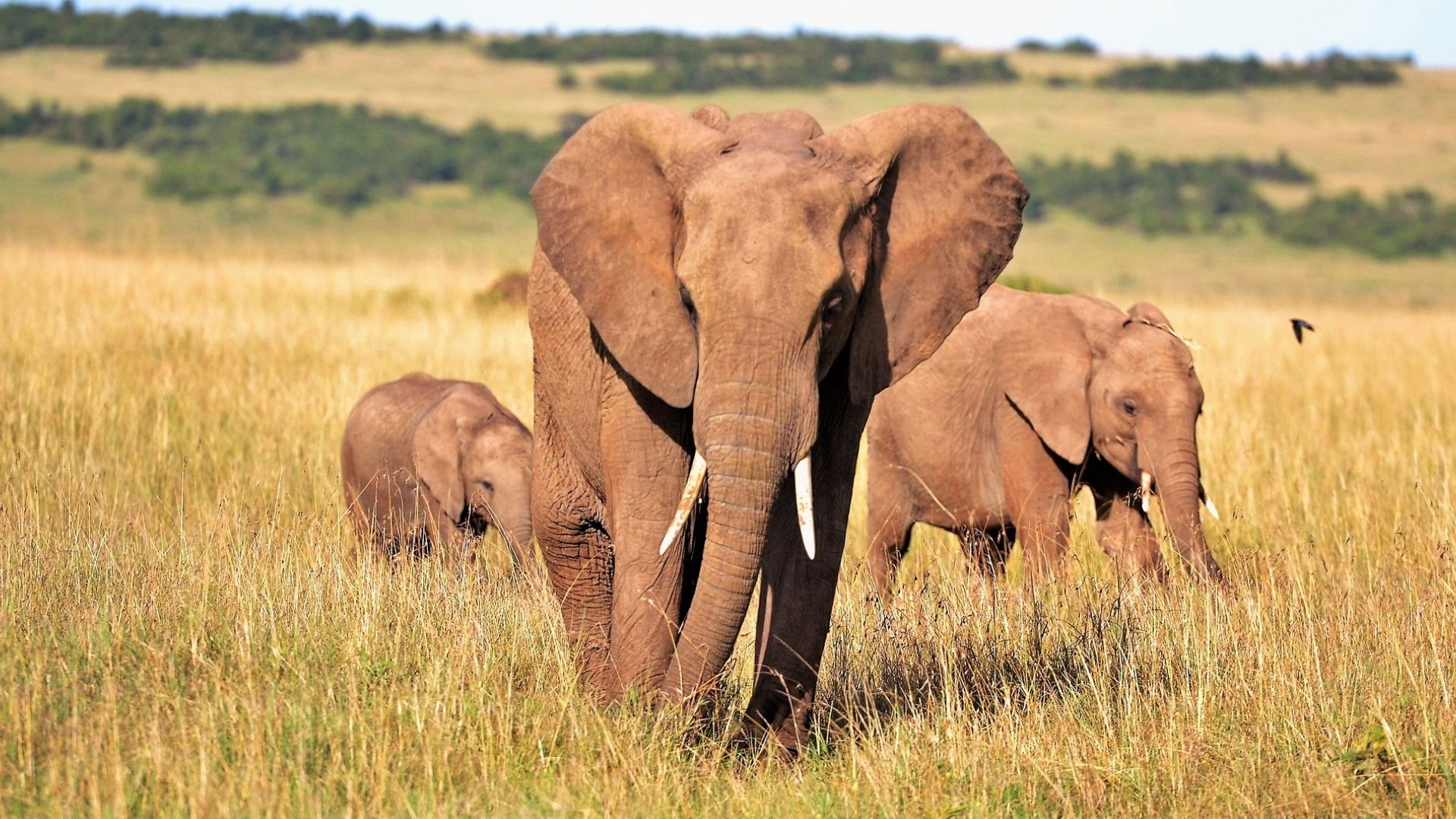  Trafic d’ivoire : des écogardes aux douanes, la lutte s’intensifie