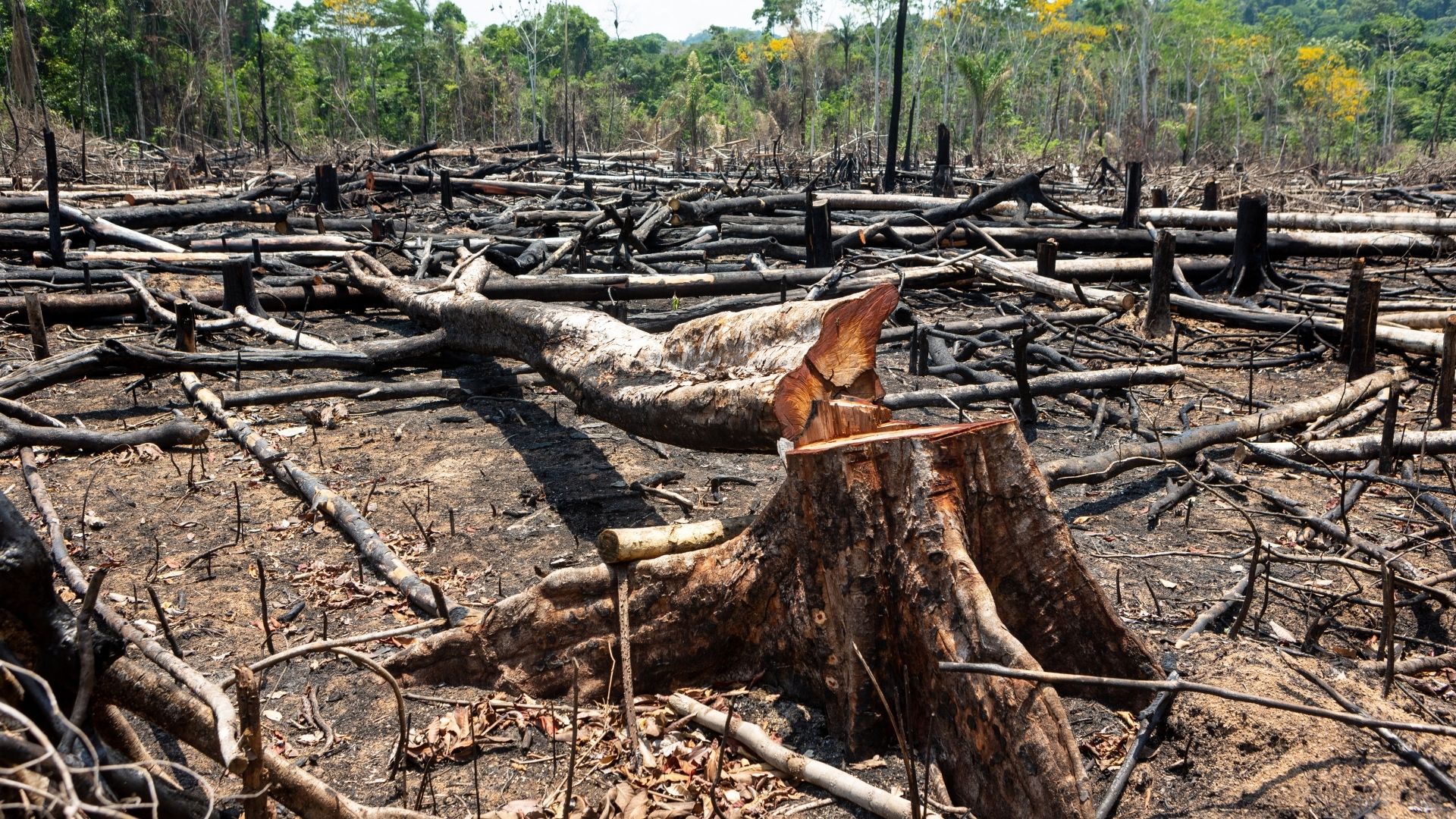 Amazonie : sur les traces des protecteurs de la biodiversité, sur 6Play