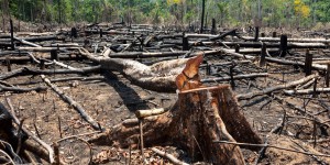Amazonie : sur les traces des protecteurs de la biodiversité, sur 6Play