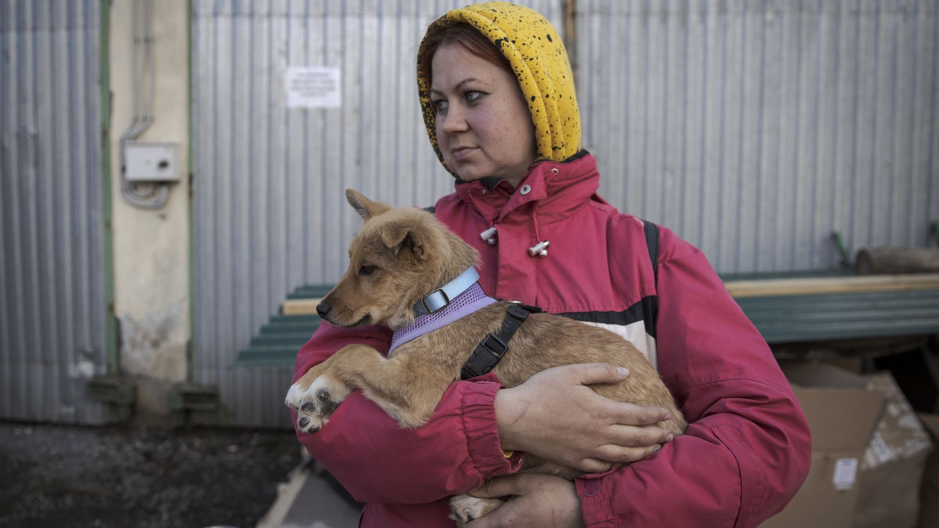  Guerre en Ukraine, catastrophes naturelles, les animaux victimes oubliées