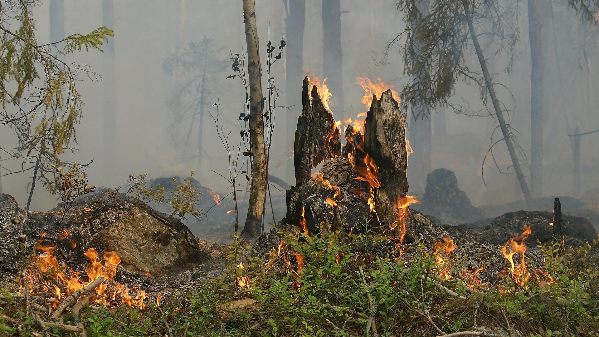 Experts de l’INRAE : « Les conditions climatiques favorables aux feux vont augmenter dans plusieurs régions du monde »