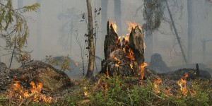 Experts de l’INRAE : « Les conditions climatiques favorables aux feux vont augmenter dans plusieurs régions du monde »