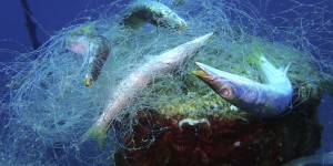 L’Ifremer appelle à repérer déchets en mer et microalgues toxiques