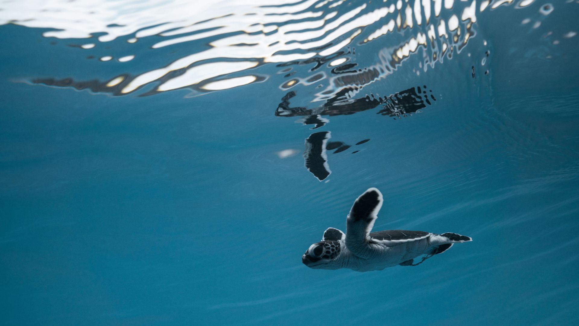 Le réchauffement climatique féminise dangereusement les tortues marines