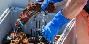  Le homard, une fin d’enfer pour régaler les fins gourmets