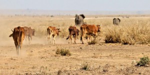  Au Kenya, les animaux décimés par une sécheresse « sans précédent »