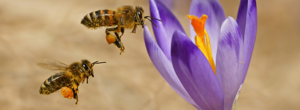Les abeilles sacrifiées sur l'autel de l'agriculture intensive
