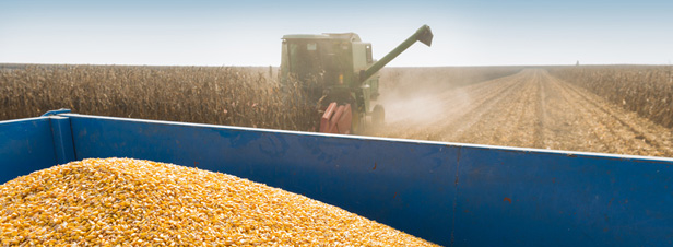 OGM : la culture du maïs 1507 bientôt autorisée en Europe ?