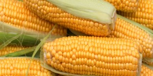 Séralini et OGM : une étude qui dérange vraiment