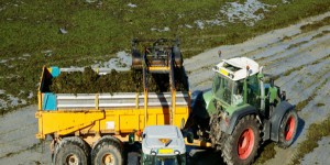 Les algues vertes poursuivent leur prolifération en France