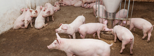 Les élevages porcins vont-ils faire dérailler le régime d'enregistrement ?