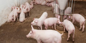 Les élevages porcins vont-ils faire dérailler le régime d'enregistrement ?
