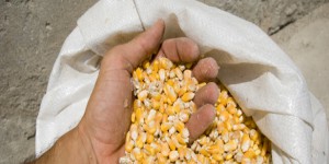 OGM : le gouvernement maintient son opposition malgré le vote des sénateurs