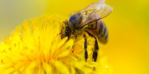 Les pesticides, responsables de la baisse continue de la production de miel française