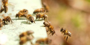 Les abeilles meurent plus en France pendant la saison apicole que dans le reste de l'Europe