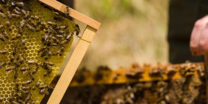 L'usage des pesticides 'mention abeilles' bientôt restreint durant la période de floraison