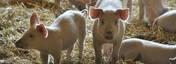 La paille, alternative pour réduire les impacts environnementaux de l'élevage porcin 